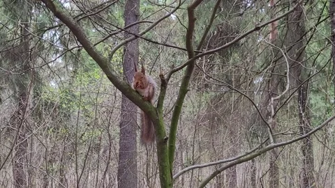 Squirrel in the forest in spring Stock Footage 186066409
