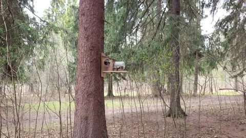 Squirrel in the forest in spring Video stock 186066499
