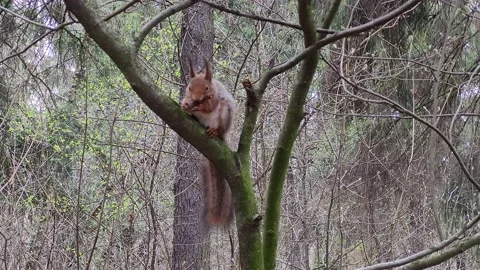 Squirrel in the forest in spring Stock-Footage 186066513