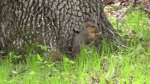 Squirrel in forest spring nature wildlife Stock Footage 62924258