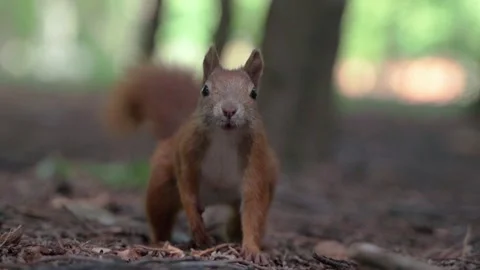 A squirrel in the forest. Squirrel close-up Stock Footage 158515765