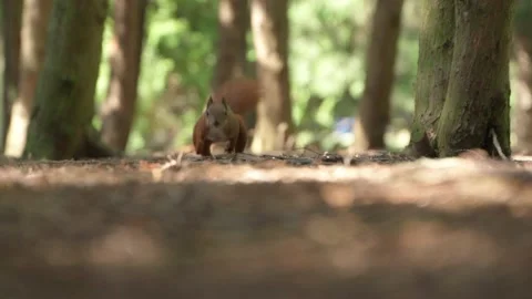 A squirrel in the forest. Squirrel close-up. Slow motion Stock Footage 158515774