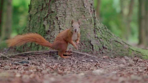 A squirrel in the forest. Squirrel close-up. Slow motion Stock Footage 158515790