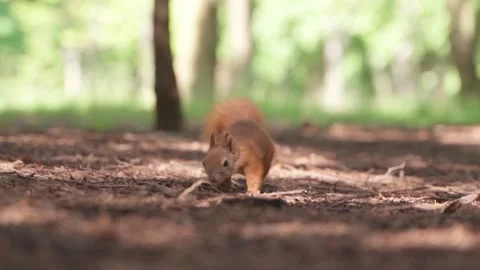 A squirrel in the forest. Squirrel close-up. Slow motion Stock Footage 158515812