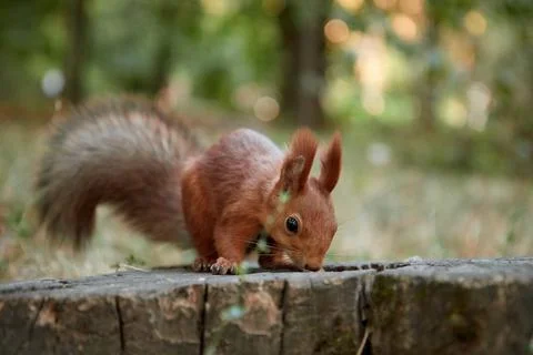 Squirrel in the forest on a stump eats a nut, fluffy tail, autumn, fallen leaves Stock Photos