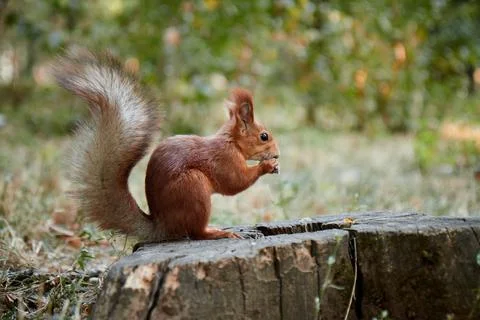 Squirrel in the forest on a stump eats a nut, fluffy tail, autumn, fallen leaves Stock Photos