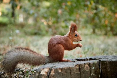 Squirrel in the forest on a stump eats a nut, fluffy tail, autumn, fallen leaves Stock Photos