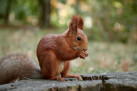 Squirrel in the forest on a stump eats a nut, fluffy tail, autumn, fallen leaves Stock Photos
