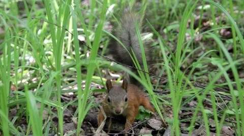 Squirrel in the forest in summer 库存影片 63780314