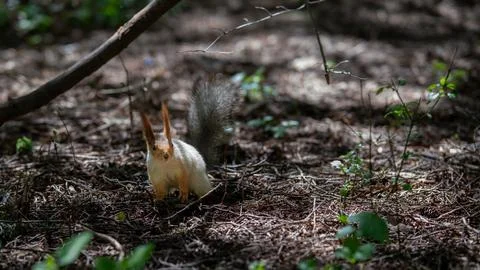 Squirrel in the forest sunlight Stock Photos