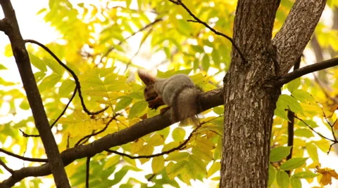 Squirrel in the forest on the tree 動画素材 52381692