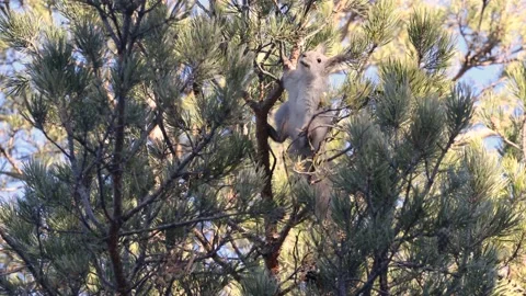 Squirrel in the forest on a tree. Stock Footage 238738020