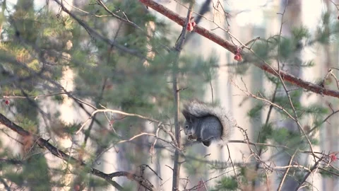 Squirrel in the forest on a tree. Видео 238741214