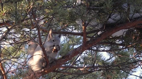 Squirrel in the forest on a tree. Stockbeeldmateriaal 238743661