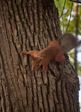 Squirrel in the forest on a tree trunk, fluffy tail, autumn, fallen leaves Stock Photos