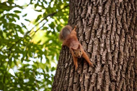 Squirrel in the forest on a tree trunk, fluffy tail, autumn, fallen leaves Stock Photos