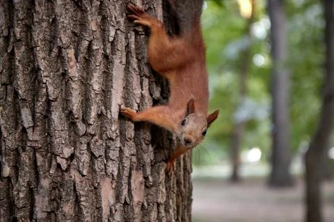 Squirrel in the forest on a tree trunk, fluffy tail, autumn, fallen leaves Stock Photos