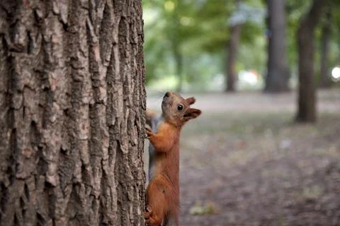 Squirrel in the forest on a tree trunk, fluffy tail, autumn, fallen leaves Stock Photos