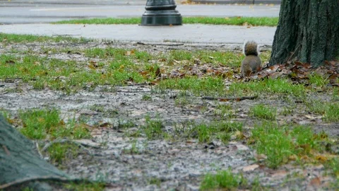 Squirrel forging for food in the rain Stock Footage 94051443