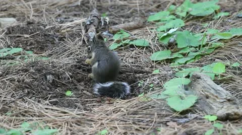 Squirrel on forrest flour Stock-Footage 12034013