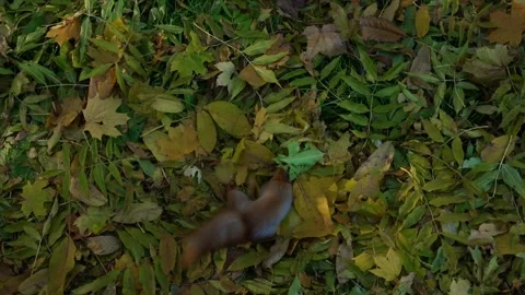 A squirrel found a nut in the autumn foliage, top view. Vídeos de archivo 143211174