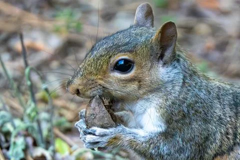 Squirrel Found a Nut Stock Photos