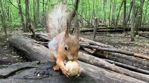 A squirrel found a nut in the wild forest. A squirrel is gnawing on a nut Video stock 278242537