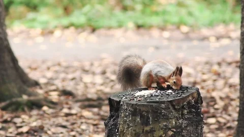 Squirrel found nuts and seeds in the forest Stock Footage 80983310