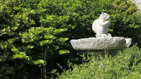 Squirrel Fountain 動画素材 924861