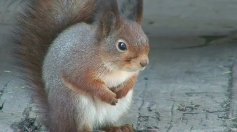 Squirrel four Stock Footage 68000
