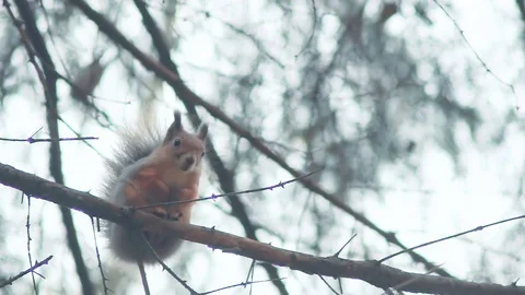 Squirrel is frightened. squirrel sits high on a tree branch Stock Footage 80983308