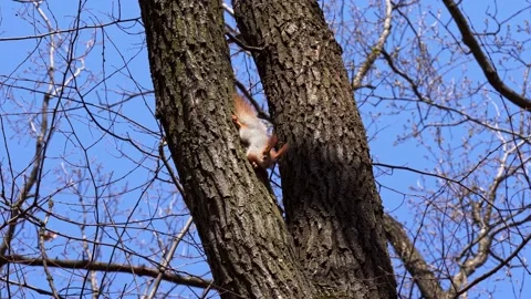 The squirrel froze on the trunk of a spring tree Stock Footage 159440970