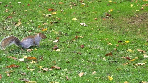 A squirrel, full body, standing on the grass, watching and expecting something. Stock Footage 99936579