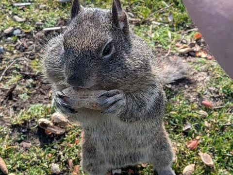 Squirrel with full cheeks eating peanut as fragments scatter midair Foto stock