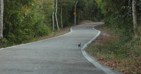 Squirrel funny jumping deserted winding road through forest landscape Video stock 303815294