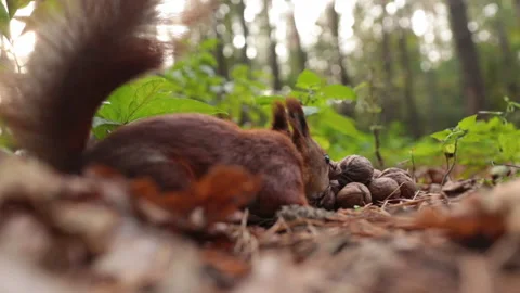 Squirrel in a funny situation Stock Footage 143438183