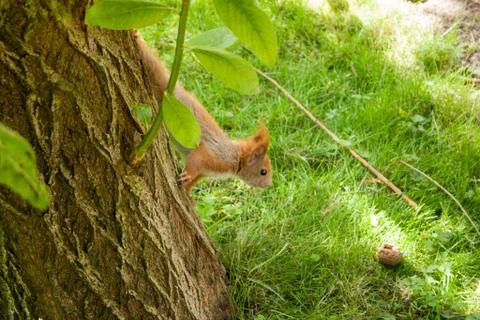 Squirrel gaining for a nut Stock Photos