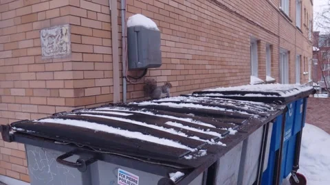 Squirrel on garbage bins in winter behind urban building Stock Footage 326377931