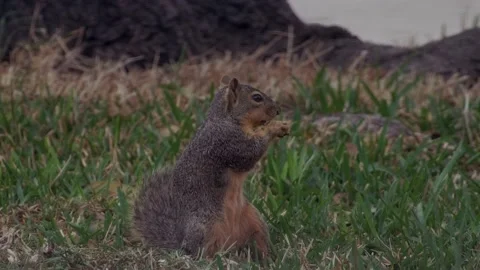 Squirrel in the garden eating nuts Stock Footage 179572724