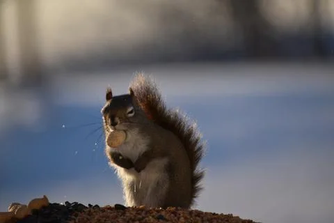 A squirrel at the garden feeder Stock Photos