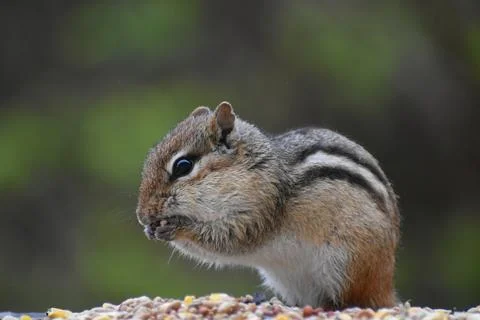 A squirrel at the garden feeder Stock Photos