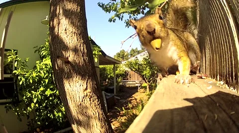 Squirrel on a garden fence 動画素材 65756779