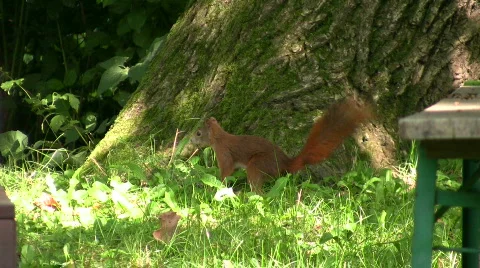 Squirrel in garden  Видео 477524