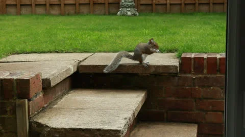 Squirrel in garden Stock Footage 25265490