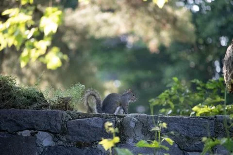 A squirrel in the garden Stock Photos