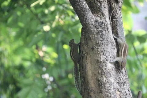 Squirrel in a Garden Stock Photos