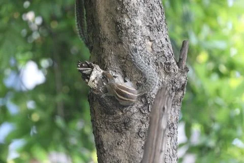 Squirrel in a Garden Stock Photos