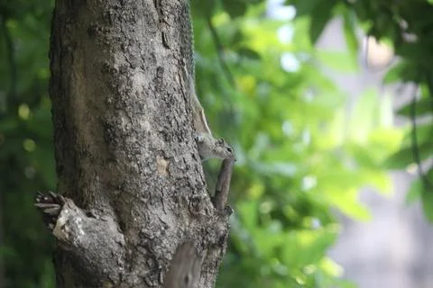 Squirrel in a Garden Stock Photos