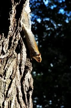 Squirrel in a Garden Stock Photos