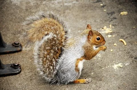 Squirrel in a Garden Stock Photos